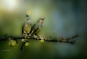 IIP Online Student Photography
